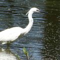 Aigrette Garzette