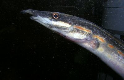 une anguille (dur à photographier)