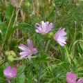 Plantes et fleurs sauvages