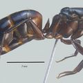 Camponotus ligniperdus et Camponotus herculeanus