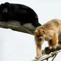 PRIMATES - HURLEUR Noir - Alouatta caraya