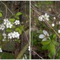 Arbres en fleurs