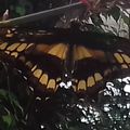 Le Voilier géant (Papilio thoas)