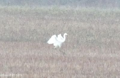 Grande aigrette