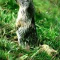 Animal des montagnes : les marmottes