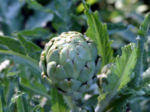 Les légumes perpétuels