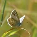 Polyommatus.