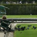 Jardin des Tuileries...