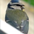 Les Clowneries de Mam'zelle Blue (1)