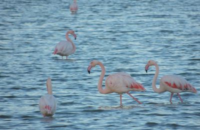 Flamand Rose