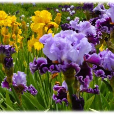 Boutures d'iris à partir de la division des rhizomes