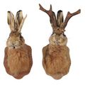 Deux têtes de lièvres naturalisés & Tête de chevreuil naturalisée 