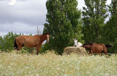 ♥ Pour les amoureux des chevaux (5) ♥