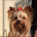 Yorkshire Terrier près d'Angers - Les Forêts d'Opale - Saillies effectuées - Bientôt de nouveaux chiots ! (prévision 10/2014)