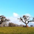 Le jour du printemps !