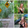 Pâques avec les koalas à Magnetic Island