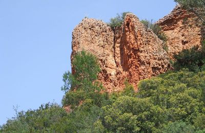 Garrigue au printemps