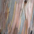 Les eucalyptus de la forêt domaniale de Chiavari.