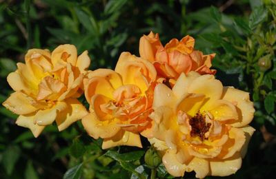 Rosa ' Amber Nectar'.