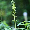 Orchidées 2020: Neottia ovata