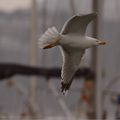 Quelques oiseaux observés sur une commune catalane côtière du Baix Empordà