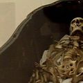 Le mystère de la onzième momie rapportée par