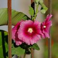 Fleurs en prison