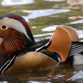 canard mandarin