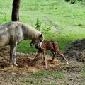 La cage aux foals
