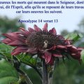 Apocalypse 14 verset 13