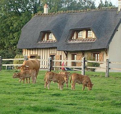 Livraison de viande
