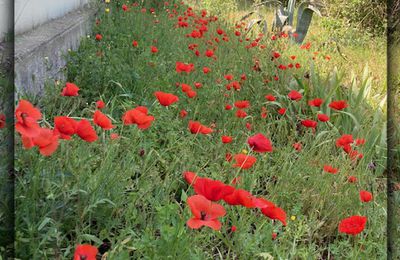 Dans nos jardins....