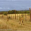 La sauvegarde du lion africain passe par des réserves clôturées