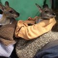 Tricot pour marsupiaux - aidons l'Australie
