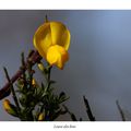 Fleurs de genêt en Brocéliande