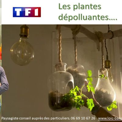 👨‍🌾 Paysagiste pays basque :Ficus. Plante dépolluante.