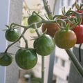La contradiction de la tomate