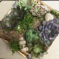 Une JARDINIERE de SUCCULENTES en papier 