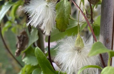 Les jolies aigrettes de la clématites d'hiver cirrhosa