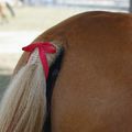 Langage de cavaliers : un noeud rouge dans la queue du cheval