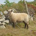 mouton et chèvres bretons