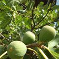 Petites bêtes du jardin.