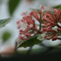 Secrets du Jardin des Plantes - II