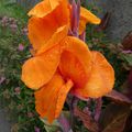 Fleur orange 3