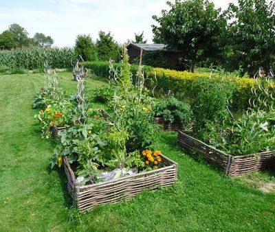 Que planter et semer dans un potager en lasagne ?