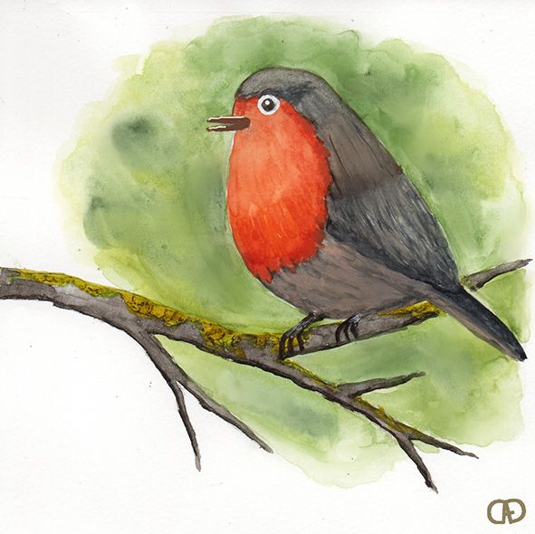 Rouge gorge