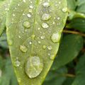 Après la pluie