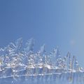 Sapins de glace sur la banquise.