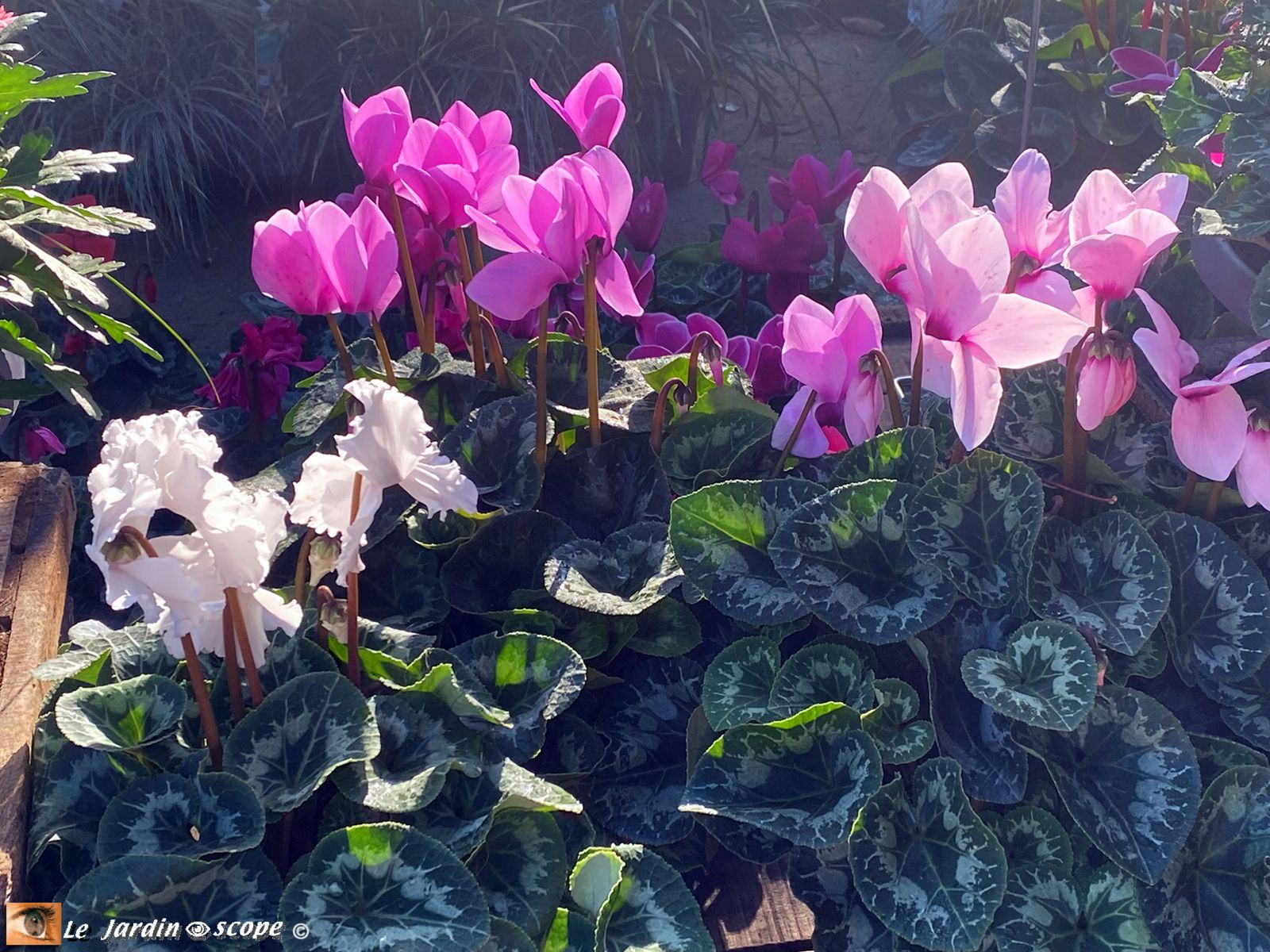 O'Jardin des plantes octobre 2025