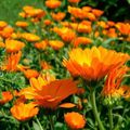 Le souci ou Calendula, la plante médicinale des vacances pour les coups de soleil et les infections